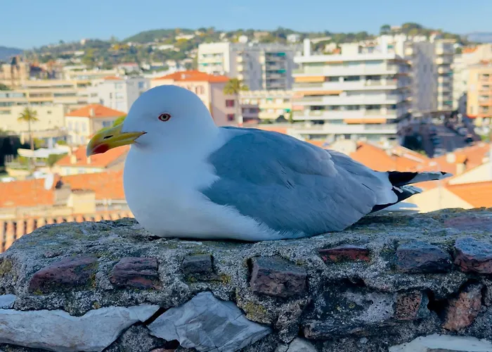 Floor Secret Garden, * Cannes
